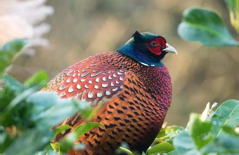 Fietsroute omgeving van Doetinchem